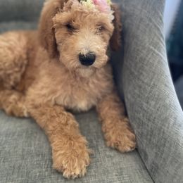 Coco - Parti female Poodle puppy in Calimesa, California from Coriander Farm Pups