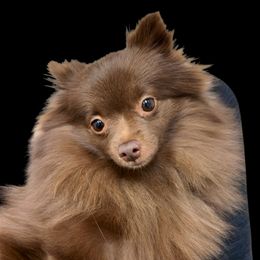 Jessie - Pomeranian