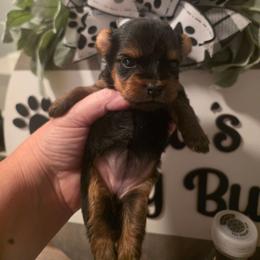 Nevaeh - Black and gold female Yorkshire Terrier puppy in Clermont, Florida from Bella's Prissy Butts