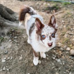 Macaroni - Merle female Pomsky puppy in Cleveland, Ohio from Lake Point Pomskies