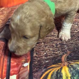 Green girl - Apricot female Goldendoodle puppy in Colorado Springs, Colorado from Pikes Peak Doodles
