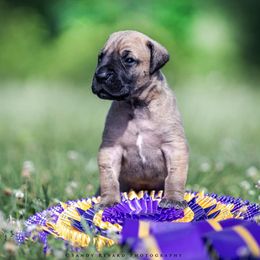 Great Dane Puppies from Ellenni Danes
