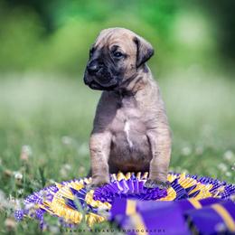 Great Dane Puppies from Ellenni Danes