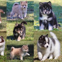 Pomsky Puppies from Bayouland Pomskies