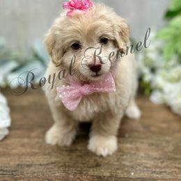 Daisy - Cream female Cockapoo puppy in West Plains, Missouri from The Royal Kennel