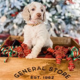 Poodle Puppies from LeBaron Standard Poodles