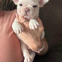 Red collar - Cream male French Bulldog puppy in Port Charlotte, Florida from Cloud Nine Ranch Bullies