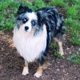 Buster - Toy Australian Shepherd