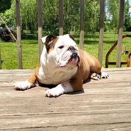Bulldogs from Graceland Bulldogs