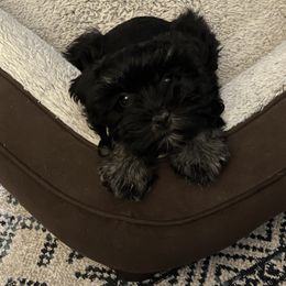 Miniature Schnauzer Puppies from Bar W Schnauzers