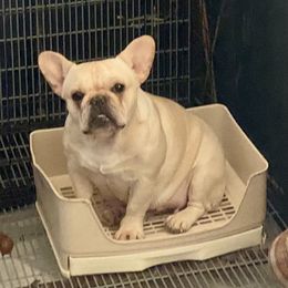 Monroe - French Bulldog