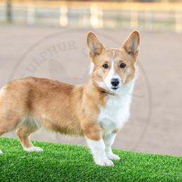 Piper - Red female Pembroke Welsh Corgi puppy in Fayetteville, Tennessee from Sulphur Springs Corgis