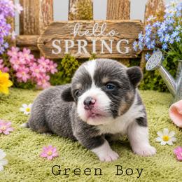 Harry - Blue male Pembroke Welsh Corgi puppy in Charleroi, Pennsylvania from Twilight Hollow Corgis