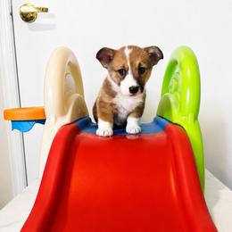 Eloise Bridgerton - Sable and white female American Corgi puppy in Lake Havasu City, Arizona from London Bridge Corgis