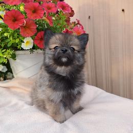 Pomeranian Puppies from Tonia's Pomeranians