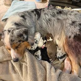 Girl 2 - Blue merle female Australian Shepherd puppy in Brownfield, Maine from Misty Feather Aussies