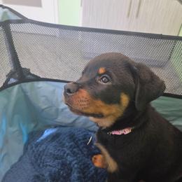 Violet - Black and mahogany female Rottweiler puppy in Cocoa, Florida from Space Coast Rottweilers