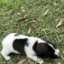 Chocolate and White Smooth Coat Girl 1 - Tri-color female Russell Terrier puppy in Ocala, Florida from Rivermont Farm