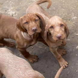 Wirehaired Vizsla Puppies from FREDA KIRTLEY