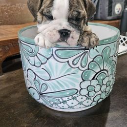 Bulldog Puppies from Tonya Clouser