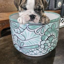 Bulldog Puppies from Tonya Clouser