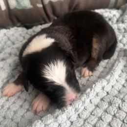 Hurdy Gurdy - Black tri-color female Australian Shepherd puppy in Bennett, Colorado from Alolan Angel Aussies