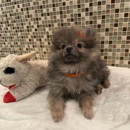Orange - Wolf sable female Pomeranian puppy in Apollo Beach, Florida from Sherlock’s Poms