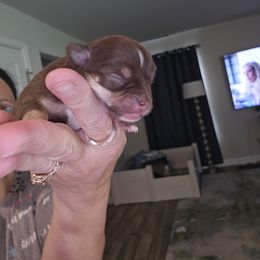 Chihuahua Puppies from Cutie Pie Chihuahua's