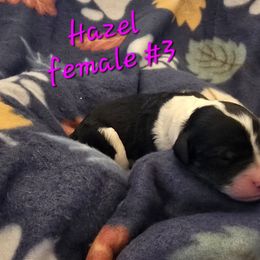 Hazel - Black tri-color female Aussiedoodle puppy in Redding, California from House Merrills Minis and Doodles