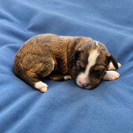 Tricky - Tri-color female Bernedoodle puppy in Springville, Utah from Oodles of Bernedoodles