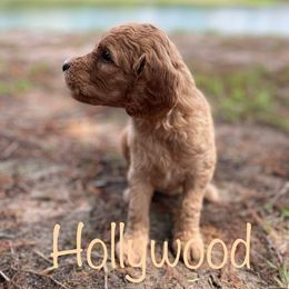 Goldendoodle Puppies from Raintree Lakes Doodles