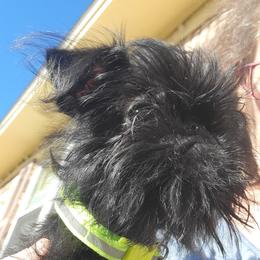 Boq - Black male Brussels Griffon puppy in Pensacola, Florida from Fretwell's Fabulous Griffons