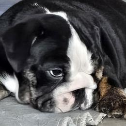 Ben - Black tri-color male Bulldog puppy in Albany, Oregon from Red Cloud Australian Shepherds and DeGray Great Danes & Bulldogs