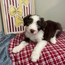 Macaroni - White and red male Bordoodle puppy in Valley Center, California from Circle R Valley Bordoodls