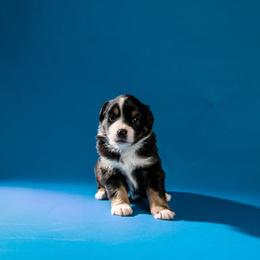 Kiara - Black tri-color female Australian Shepherd puppy in Davenport, Florida from Polkaussies