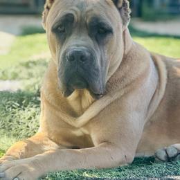 Rya - Cane Corso