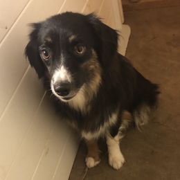 Fancy - Australian Shepherd