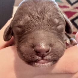 Brownie - Chocolate male Goldendoodle puppy in Wake Forest, North Carolina from Wake Forest Darling Doodles