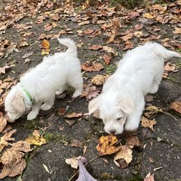 Companion Cross Puppies from SOMD Maltichon
