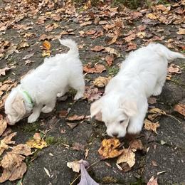 Companion Cross Puppies from SOMD Maltichon