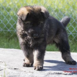 German Shepherd Puppies from 4B Kennels