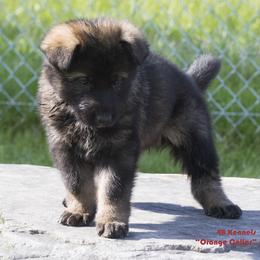 German Shepherd Puppies from 4B Kennels