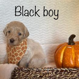 Goldendoodle Puppies from Jaymie's Doodles