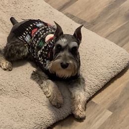 Miniature Schnauzer Puppies from Pierhaus Minature Schnauzers