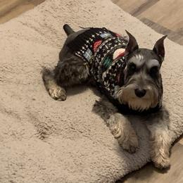 Miniature Schnauzer Puppies from Pierhaus Minature Schnauzers