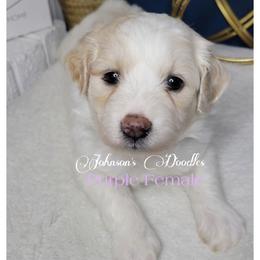 Aussiedoodle, Bernedoodle, and Goldendoodle Puppies from Johnson's Doodles
