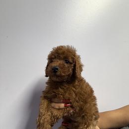 Sofie - Red  female Poodle puppy in Anaheim, California from SoCal Toy Poodles