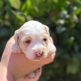 Black collar - Tri-color male Australian Labradoodle puppy in Fontana, California from Grammy's Puppy Love doodles and poodles