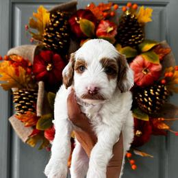 Boy 1 - Parti male Goldendoodle puppy in Elk Grove, California from Doodles by Faith