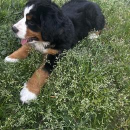 Bernese Mountain Dog Puppies from Willow Springs Doodles